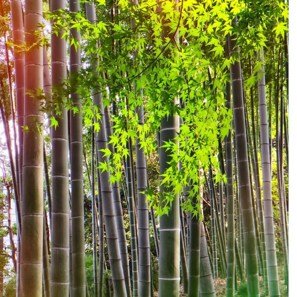 Bamboo (Various species)