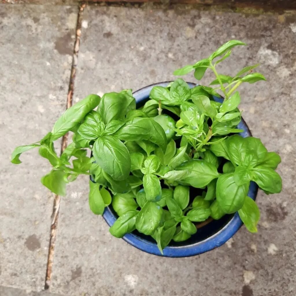 Basil is a fragrant, sun-loving herb that thrives in warm, well-drained soil and is commonly used in cooking, especially in Mediterranean and Italian dishes.