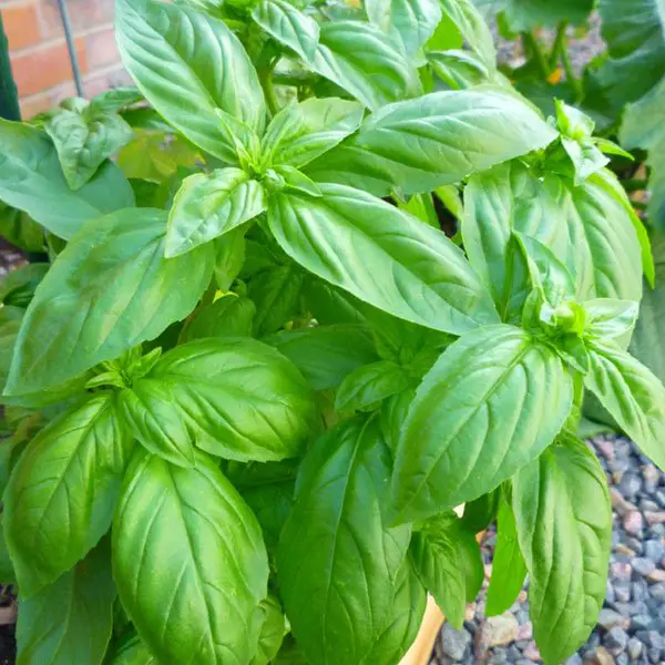 Basil Plants