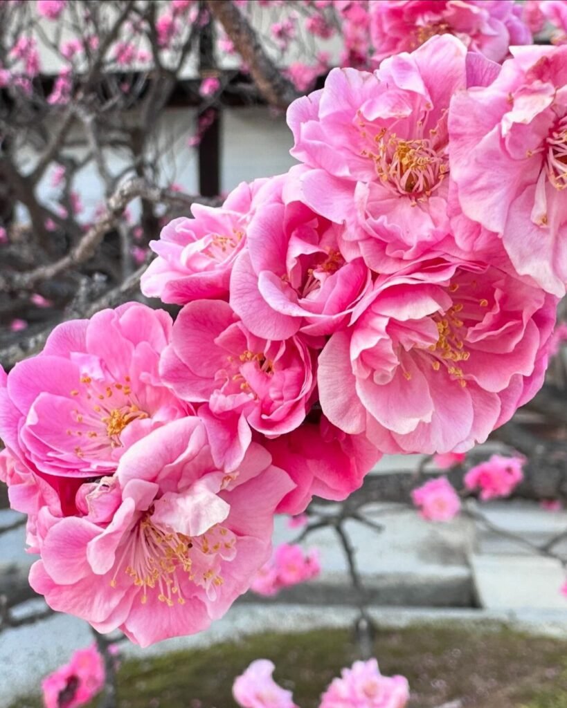 Plum blossoms are delicate, fragrant flowers that bloom in early spring on plum trees, typically white or pink, symbolizing renewal and resilience, and often heralding the arrival of warmer weather.