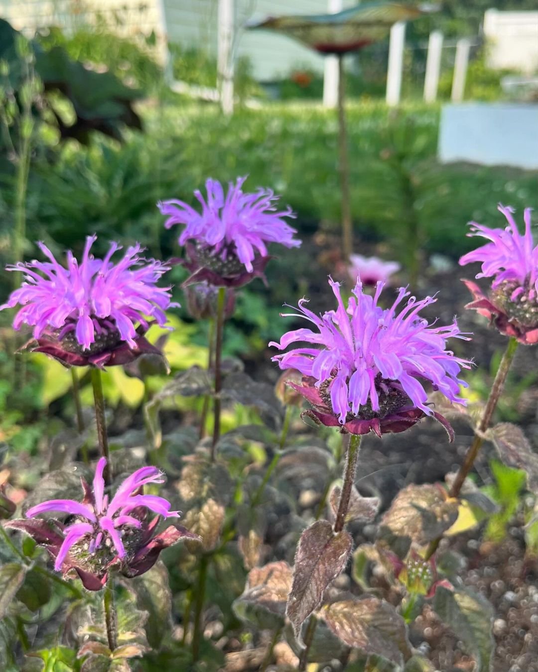 A vibrant display of purple Bee Balm flowers flourishing in a well-tended garden setting.