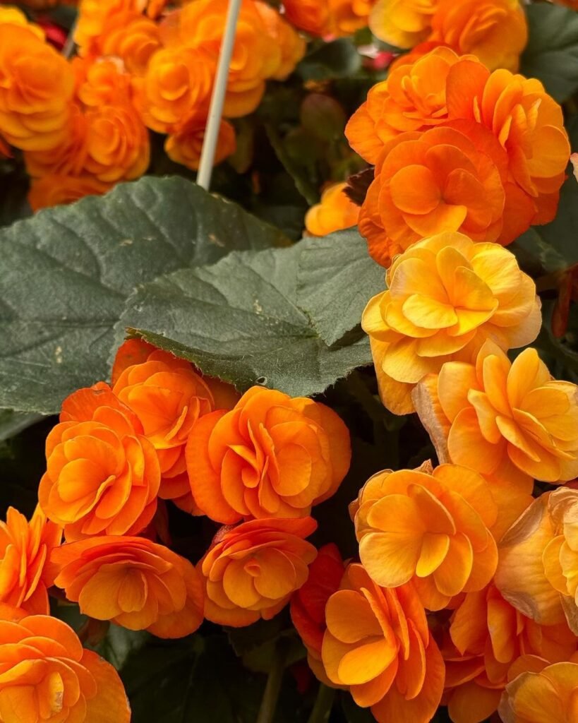 Vibrant orange Begonia flowers blooming in a lush garden setting, showcasing their bright colors and healthy foliage.
