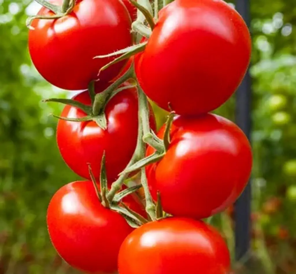 Big Beef is a robust hybrid tomato variety known for its large, juicy fruits, excellent disease resistance, and rich flavor, thriving in full sun and well-draining soil.