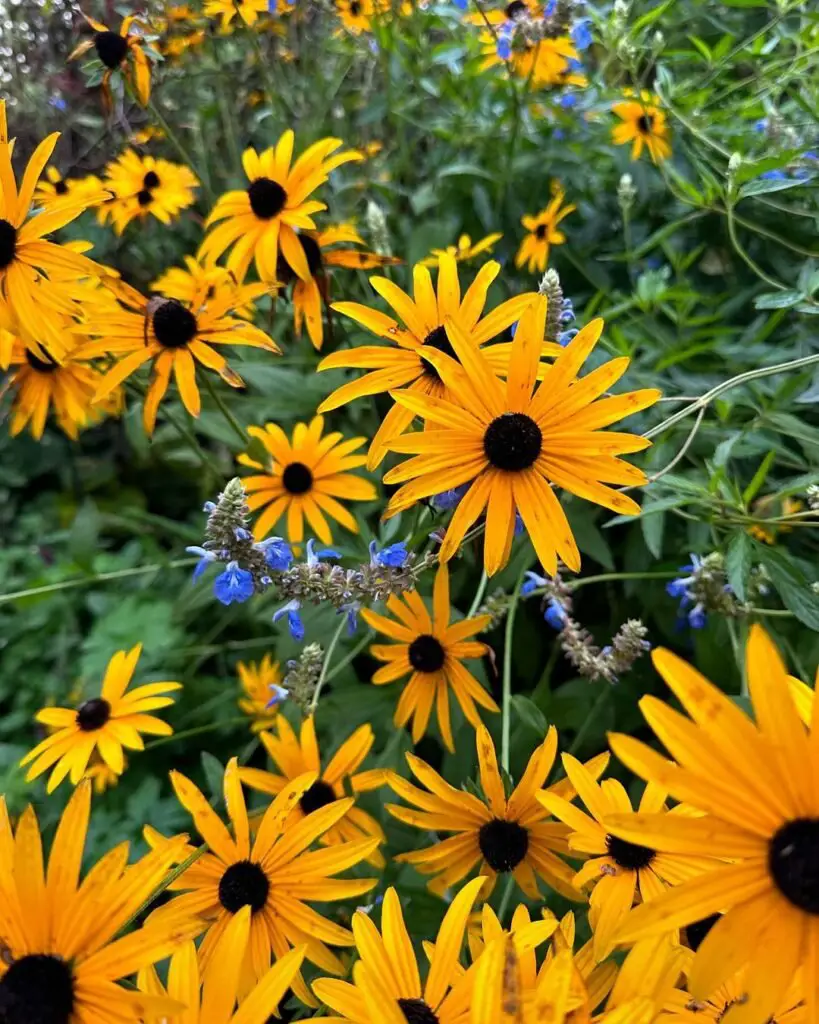 Rudbeckia, commonly known as black-eyed Susan, is a hardy perennial known for its bright yellow petals and dark brown centers, thriving in full sun and attracting pollinators to gardens.