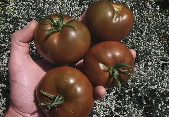 Black Prince Tomato : A Guide to Growing This Unique Heirloom Variety (2024)