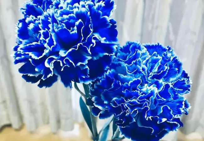 Blue Carnation Flowers : Growing and Caring for These Rare Beauties (2024 Guide)