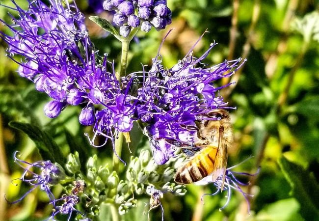 Blue Mist Spirea : A Gardener's Guide to Growing this Late-Summer Beauty (2024)