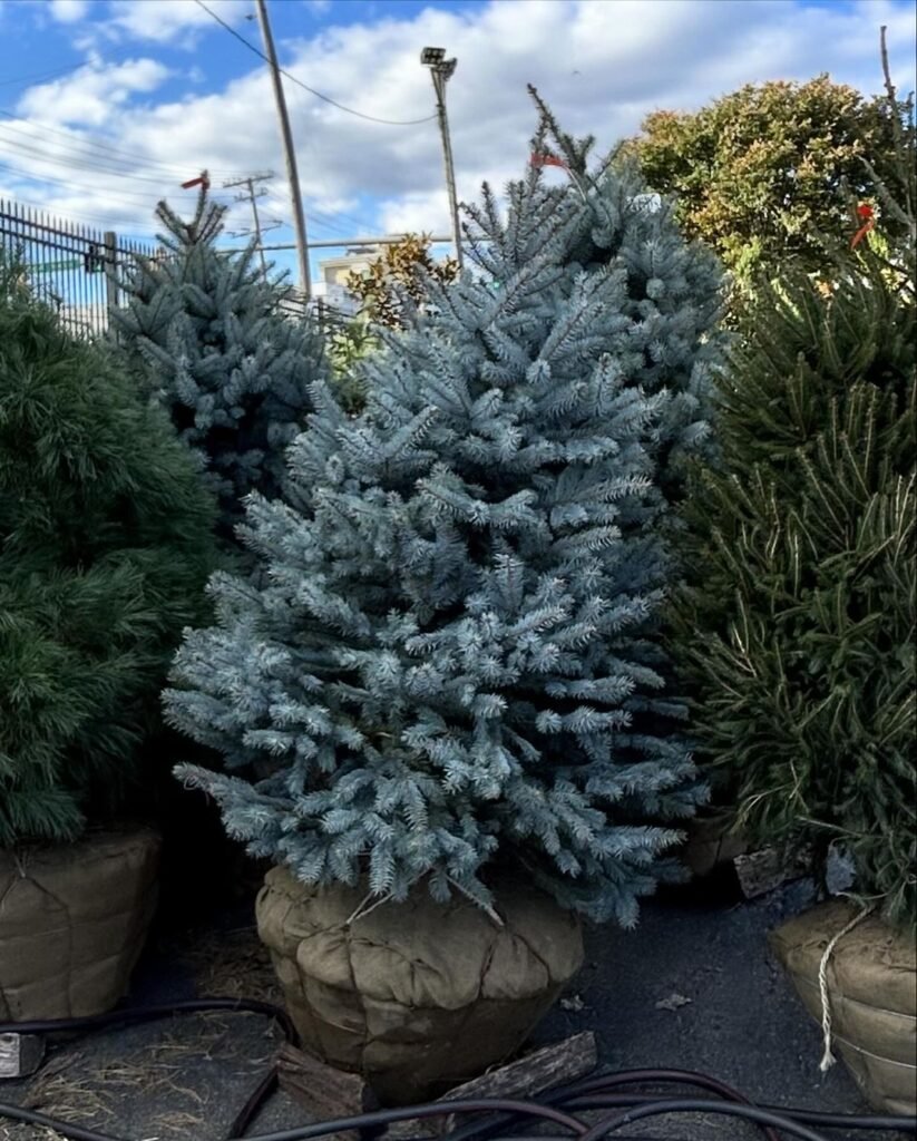 Blue Spruce