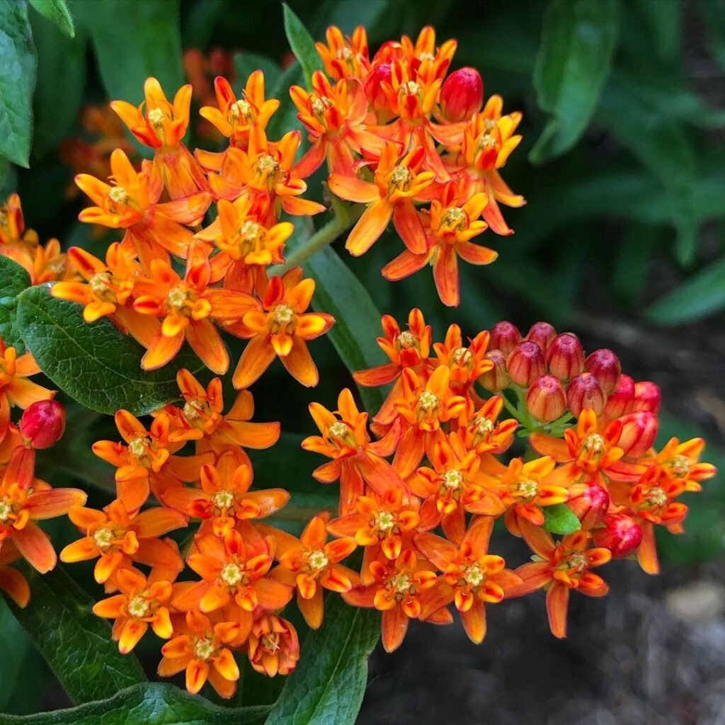 A garden filled with blooming orange Butterfly Weed flowers, each featuring a captivating red center, showcases nature's beauty.
