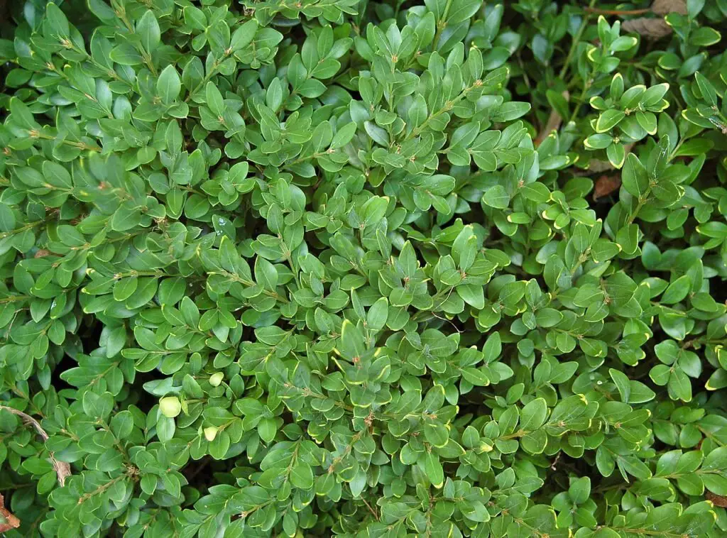 Green Velvet Boxwood