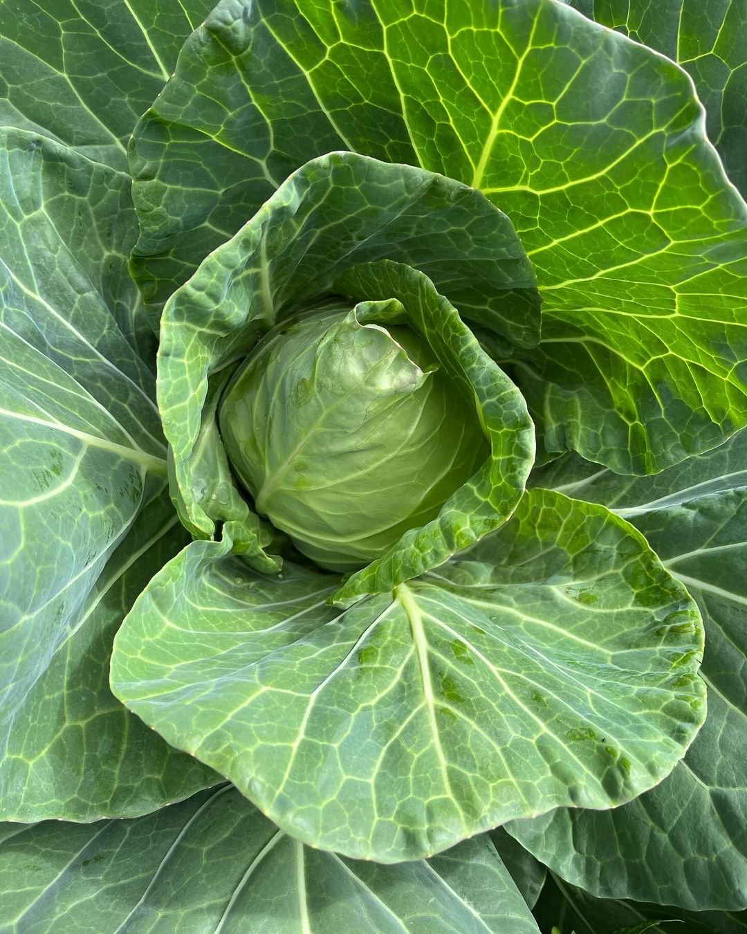 A close-up view of a vibrant green cabbage plant showcasing its tightly packed leaves and intricate textures.