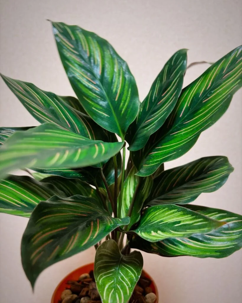 Calathea