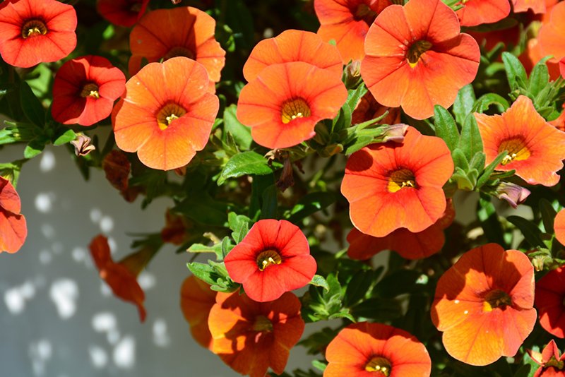 A vibrant pot of Calibrachoa orange flowers displayed against a textured wall, showcasing their bright color and beauty.