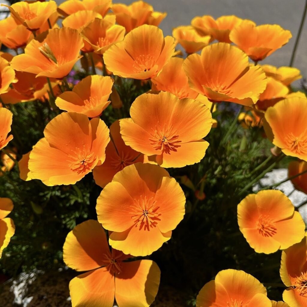 A vibrant field of California poppies in full bloom, showcasing their bright orange petals against a clear blue sky.
