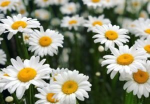 Calming Chamomile : How to Grow, Harvest, Dry and Use Chamomile