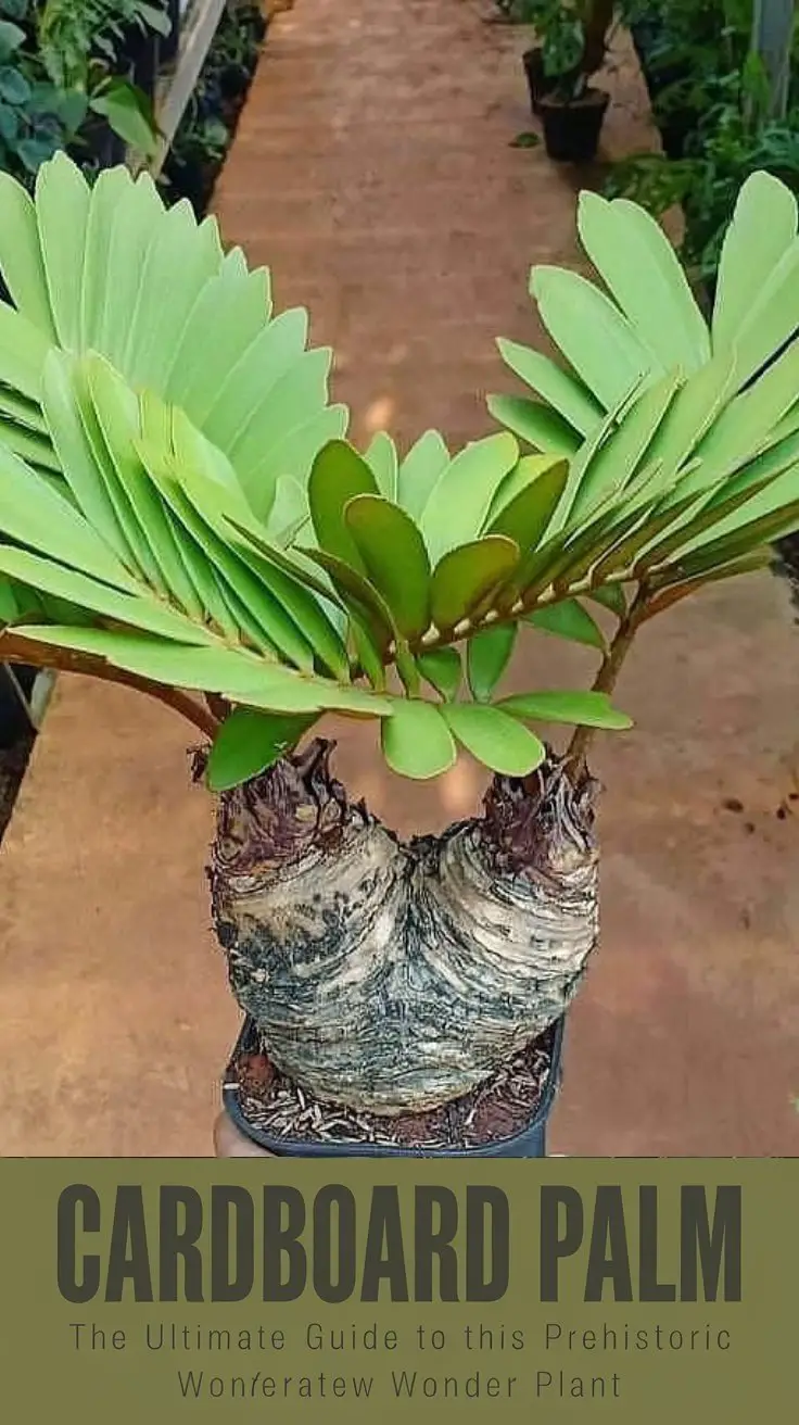 Cardboard Palm: The Ultimate Guide to This Prehistoric Wonder Plant