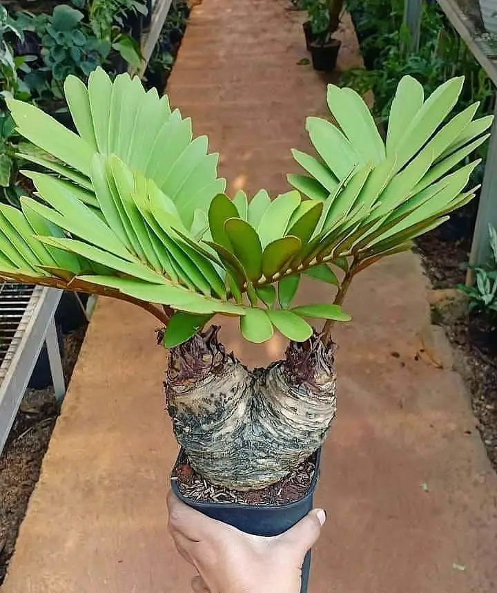 Cardboard palm (Zamia furfuracea) 