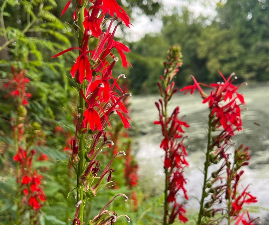 Vibrant cardinal flowers bloom near the water's edge, showcasing their striking red petals against a serene backdrop.