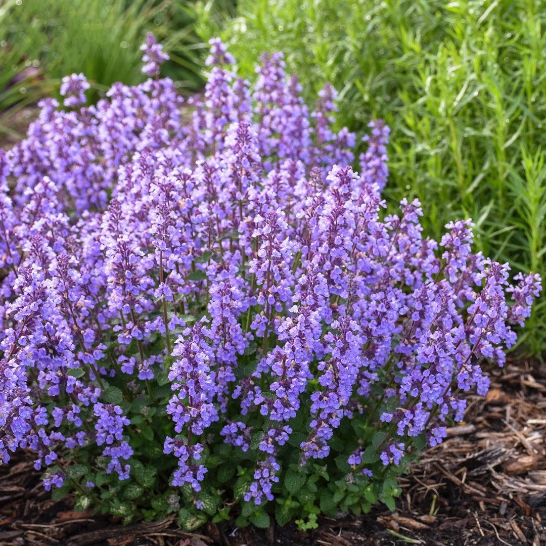 A vibrant catmint plant with purple flowers blooming in a lush garden setting.