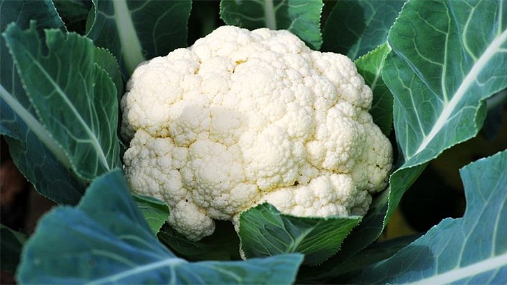 A close-up view of a cauliflower plant, showcasing its intricate leaves and the dense, white curd at the center.