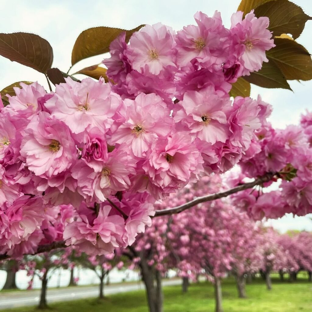 Cherry blossoms are delicate pink or white flowers that bloom in spring, symbolizing renewal and beauty, and are celebrated for their breathtaking display on cherry trees.