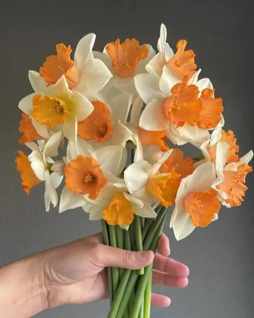 Daffodil bouquets