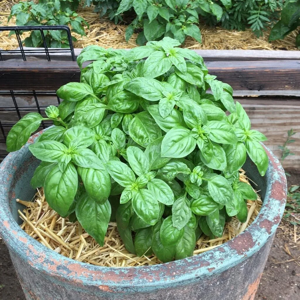 A pot filled with Cinnamon Basil, displaying its distinctive green leaves, perfect for enhancing various dishes.