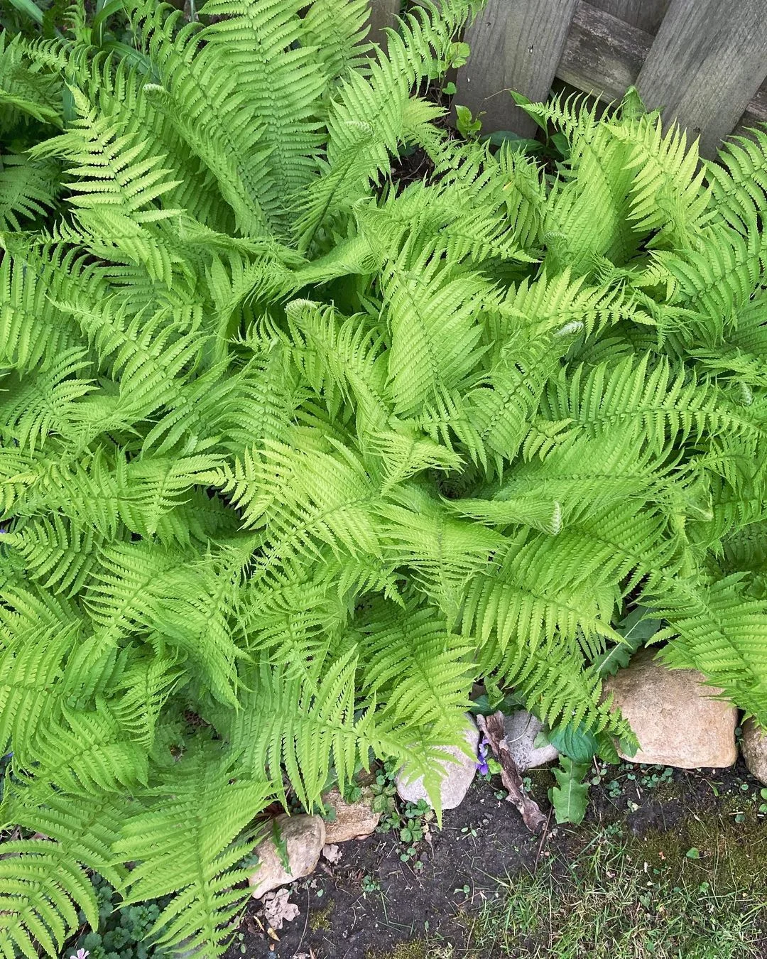 A Cinnamon Fern flourishing in a garden, characterized by its elegant fronds and deep green hues, enhancing the natural beauty.