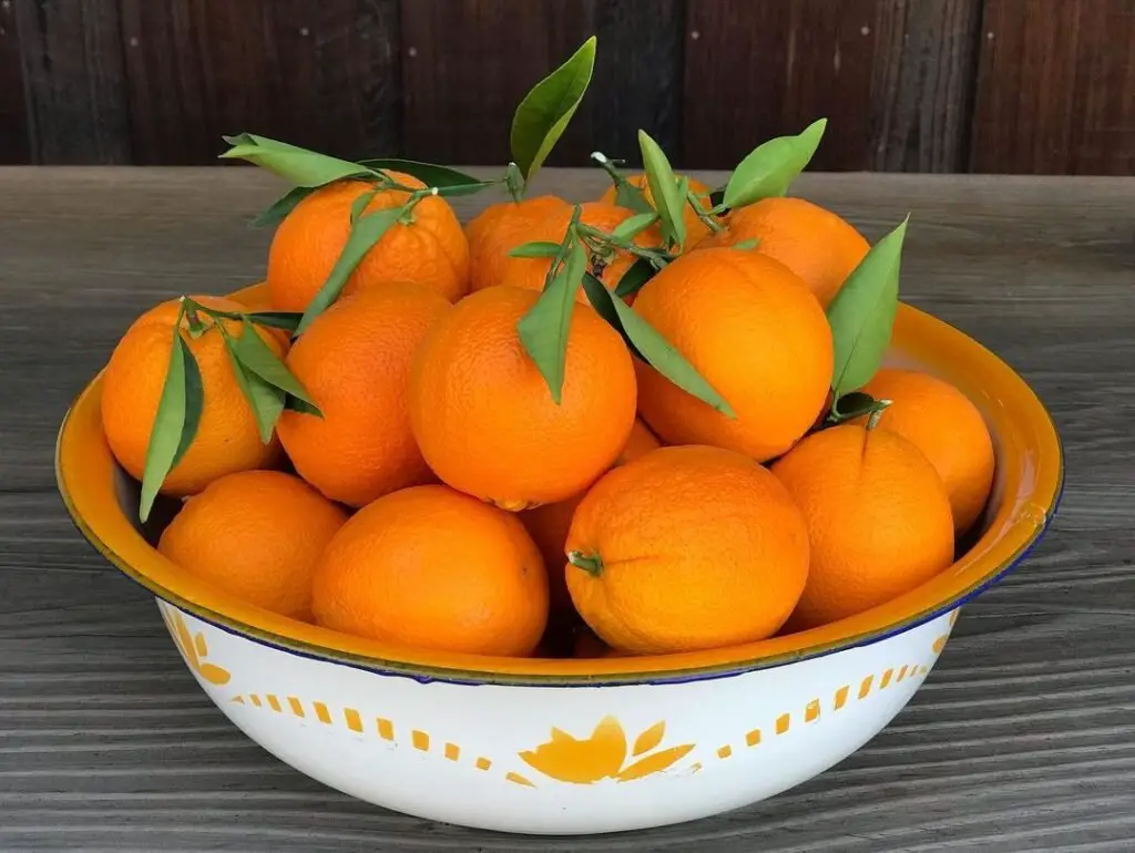 Citrus trees, like oranges, lemons, and limes, thrive in warm, sunny climates with well-draining soil, producing juicy, tangy fruits rich in vitamin C. Florida Vegetable