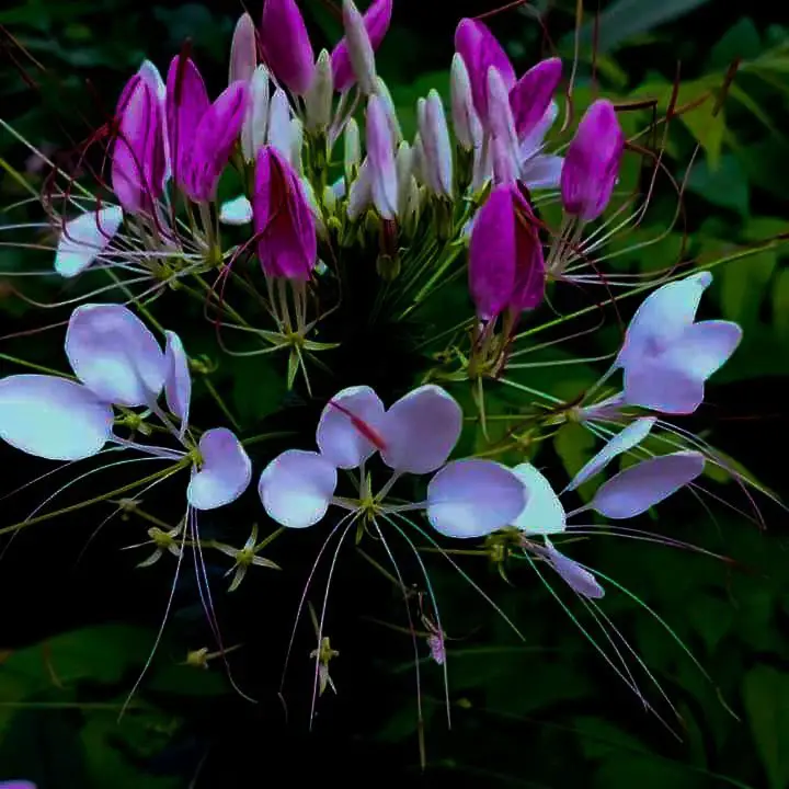 A close-up view of Cleome flowers featuring vibrant purple and white petals, showcasing their intricate details.