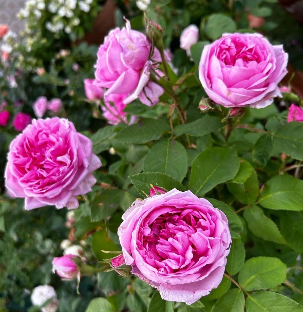 Comte de Chambord rose