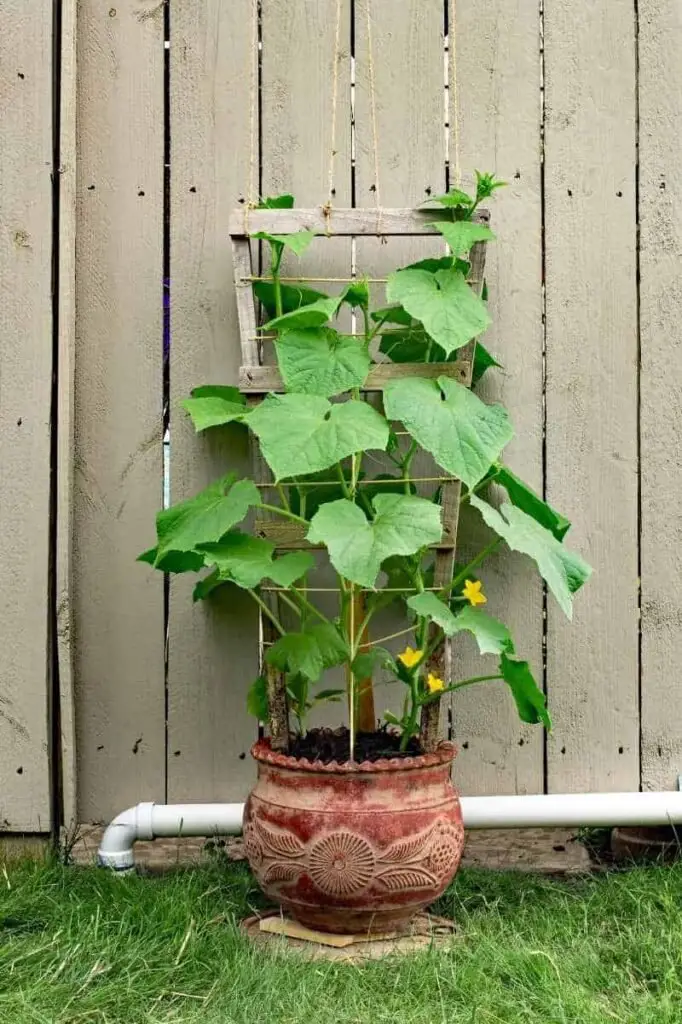 Cucumber Plant