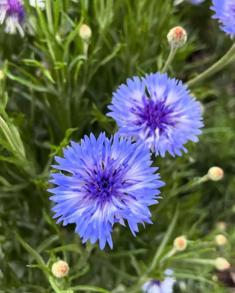 Cornflower (Centaurea cyanus) is a charming annual plant known for its bright blue, fringed flowers, thriving in full sun and well-draining soil, and often attracting pollinators like bees and butterflies.