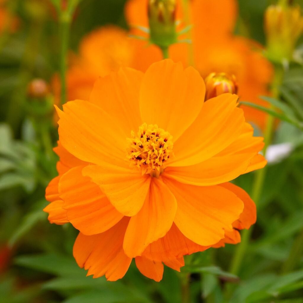 A close-up view of orange cosmos flowers flourishing in a garden, highlighting their delicate petals and lively appearance.