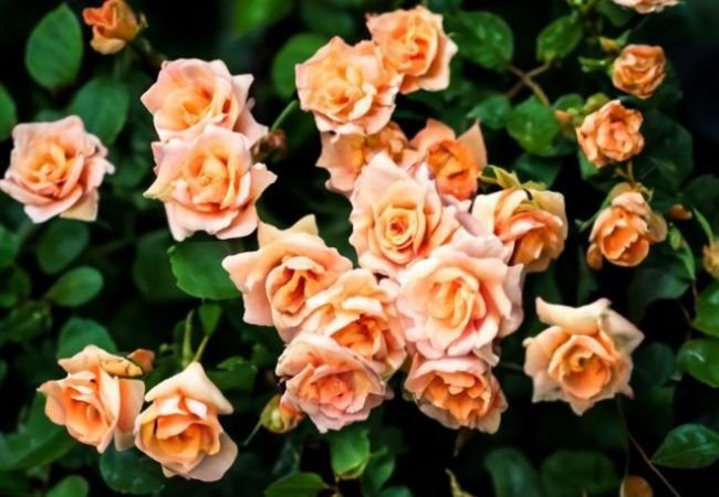 Creeping Goldilox Rose : A Charming Ground Cover for Your Garden