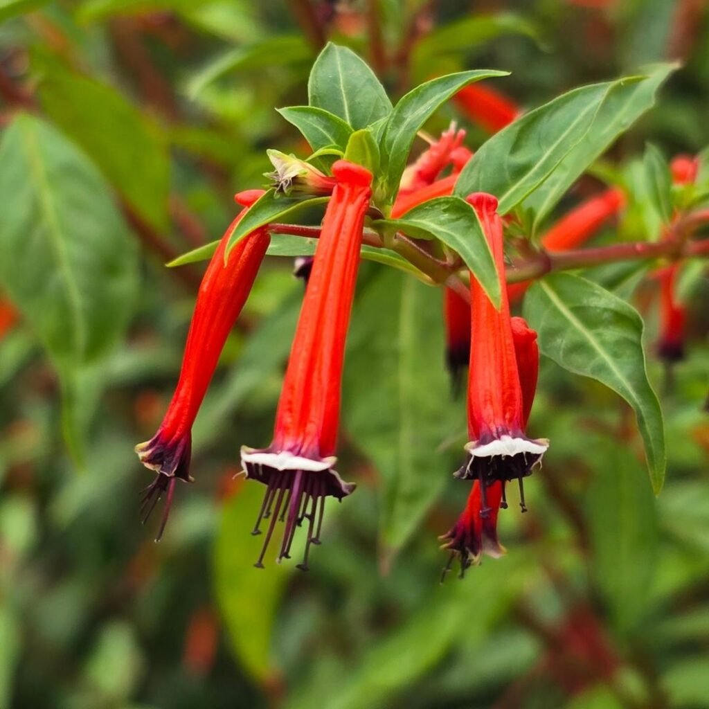 A Cuphea with vivid red blooms and rich green leaves, creating a lively garden display.