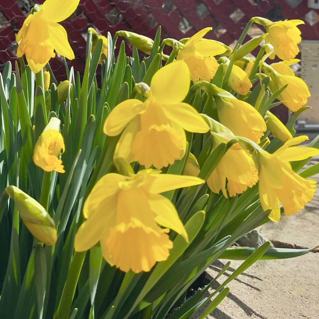 A vibrant display of yellow daffodils blooming in a lush garden setting, showcasing their bright petals and green foliage.