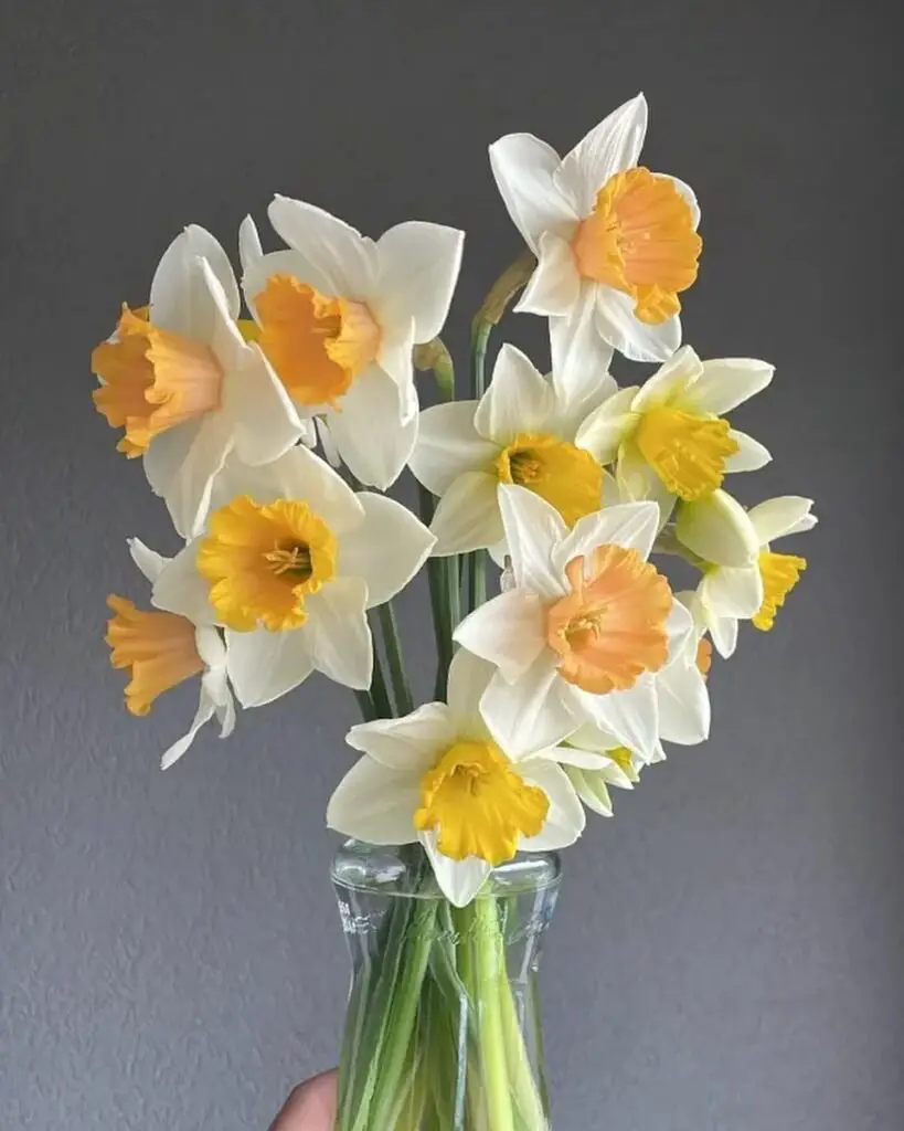 Daffodil bouquets