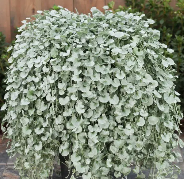 A potted Dichondra Silver Falls plant featuring lush green leaves, elegantly cascading over the edges of the pot.