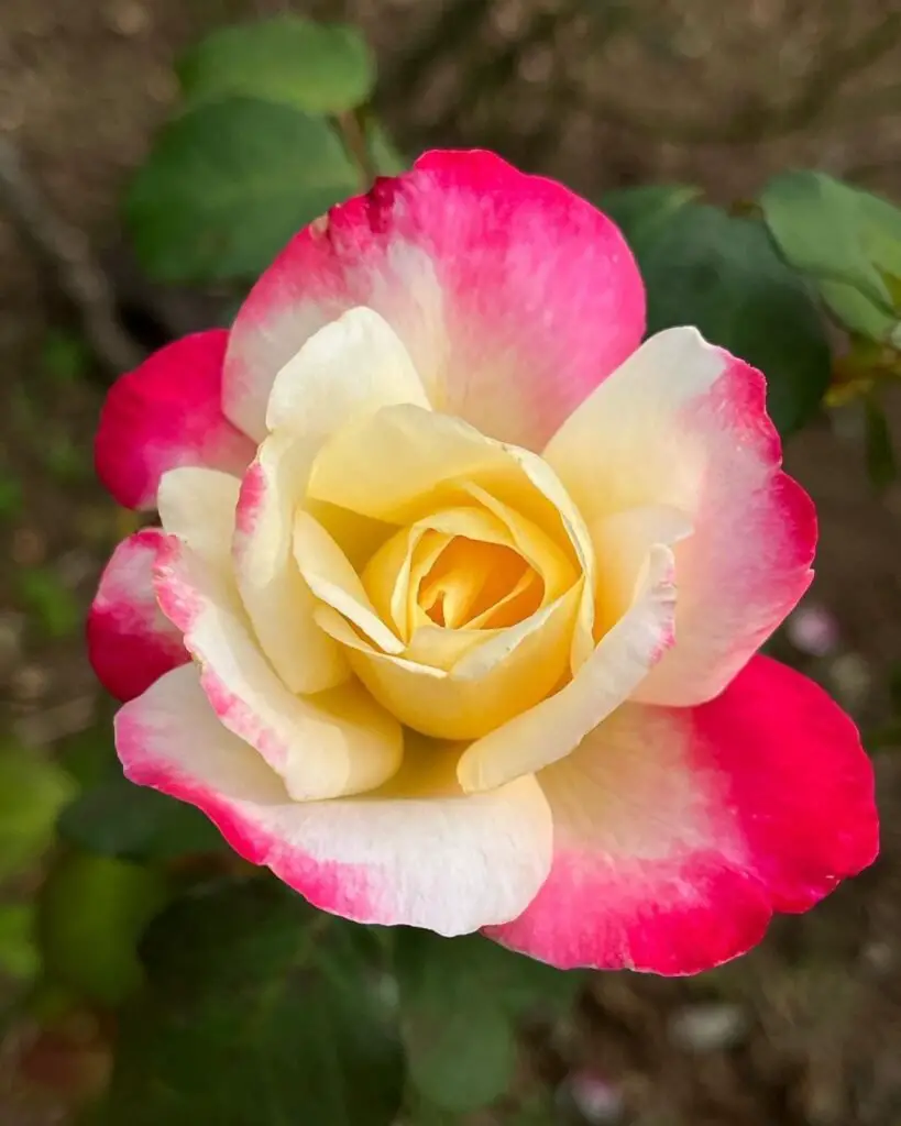 Double Delight rose