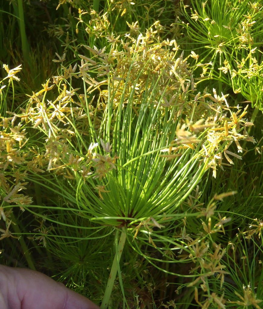 A hand gently holds a Cyperus prolifer plant adorned with vibrant yellow flowers.