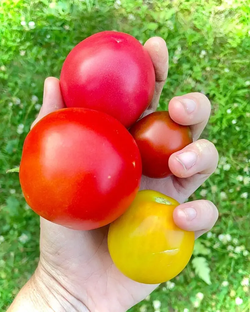 Early Girl is a popular hybrid tomato variety known for its early maturity, producing medium-sized, round fruits with a sweet flavor, thriving in full sun and well-draining soil.