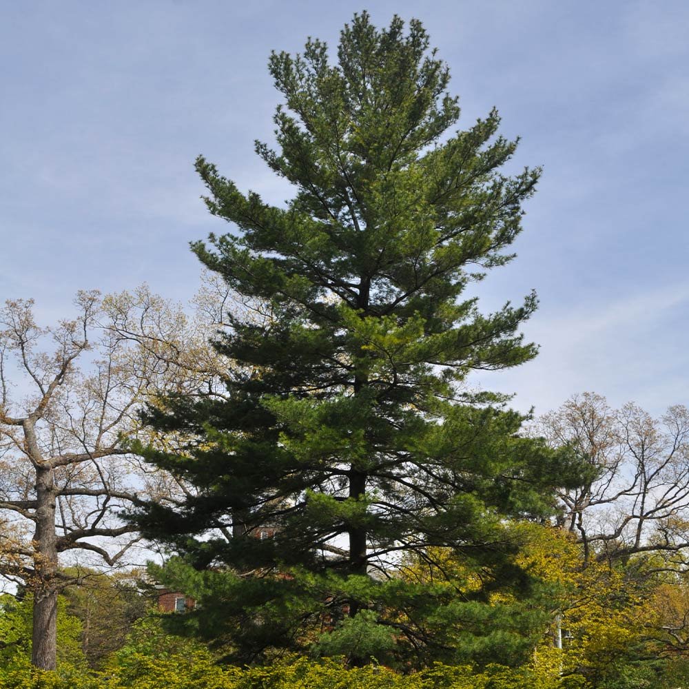 An impressive Eastern White Pine tree, characterized by its height and lush green needles, set against a serene backdrop.