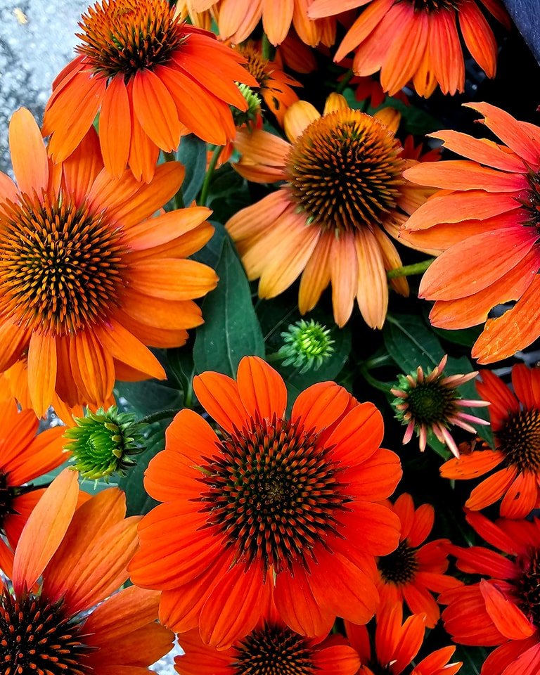 A cluster of bright orange Echinacea flowers, highlighting their vivid hue and natural beauty in a garden setting.