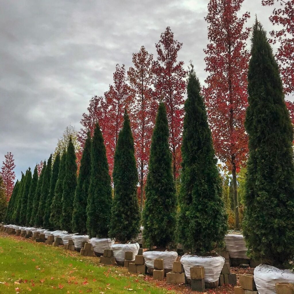 A row of Emerald Green Arborvitae trees standing tall and aligned, showcasing their lush green foliage.
