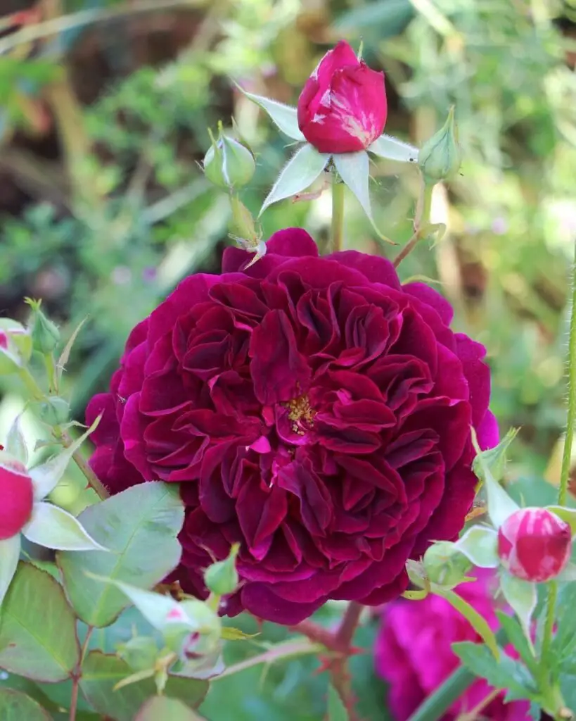 Munstead Wood Rose