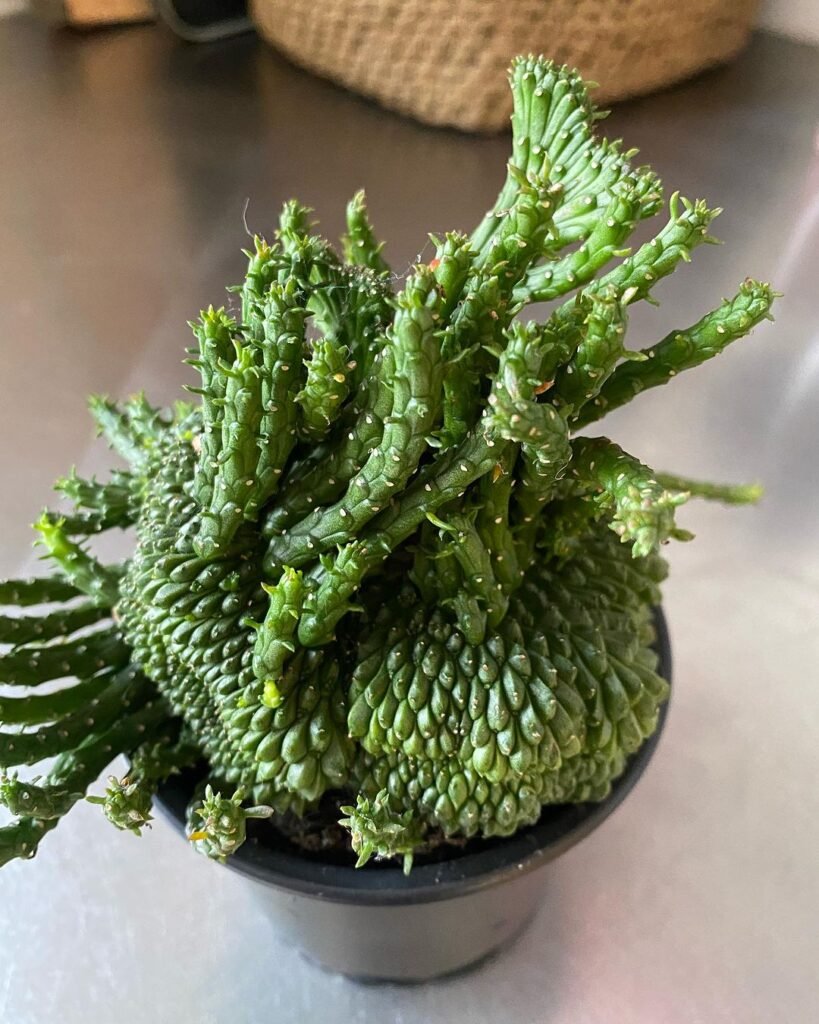 Euphorbia flanaganii Crest