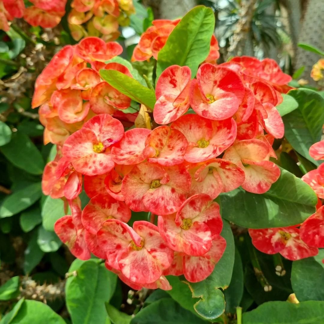 Close-up of vibrant red Euphorbia flowers surrounded by lush green leaves, showcasing their natural beauty.