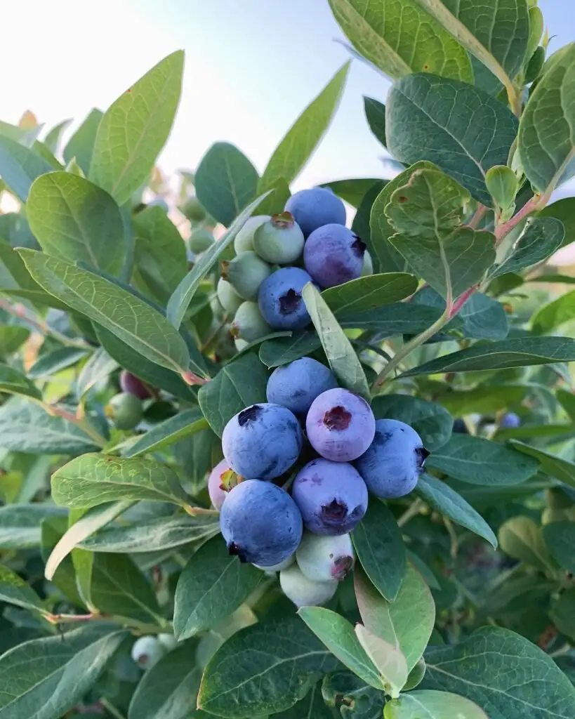 Florida blueberries are heat-tolerant varieties, such as *Southern Highbush*, that thrive in the state's warm climate, producing sweet, juicy berries in late spring or early summer.Blueberry