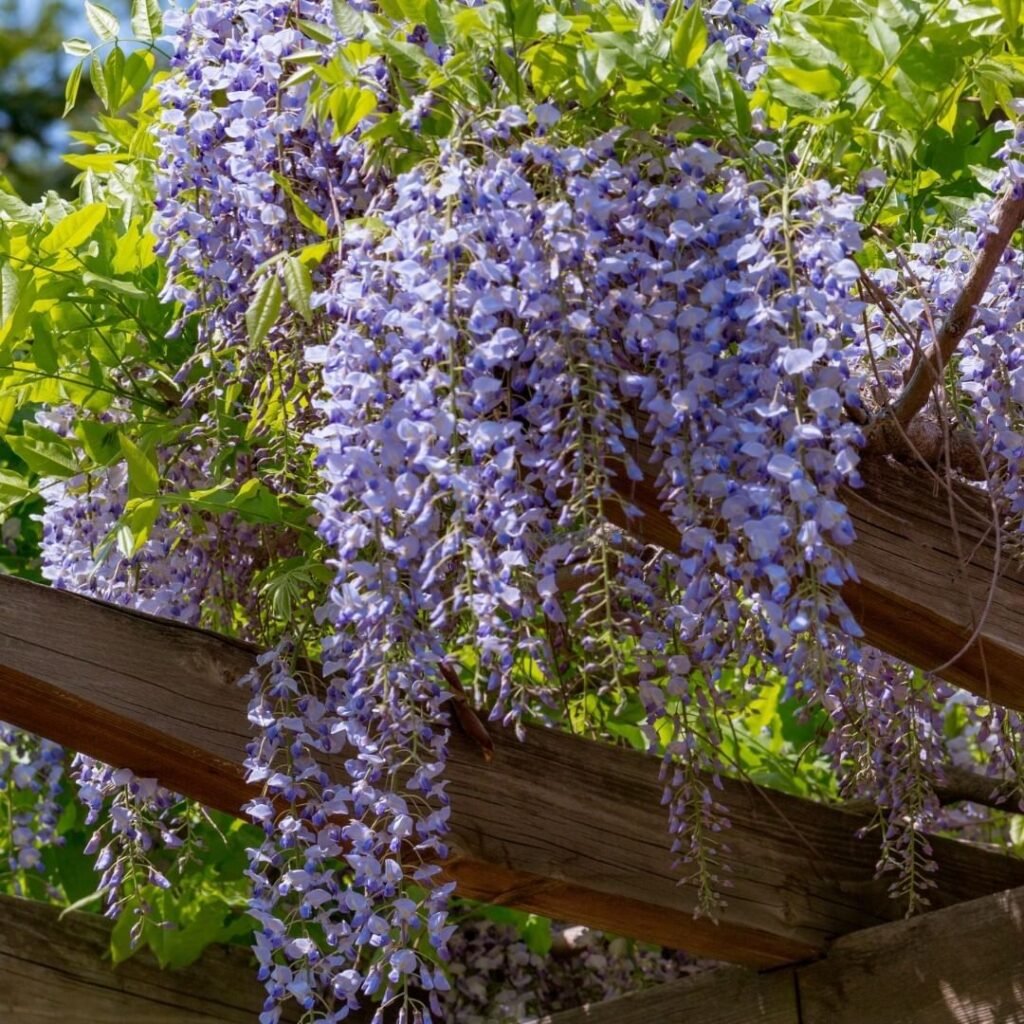 Wisteria is a vigorous climbing vine known for its cascading clusters of fragrant, purple or white flowers, thriving in full sun and well-draining soil.